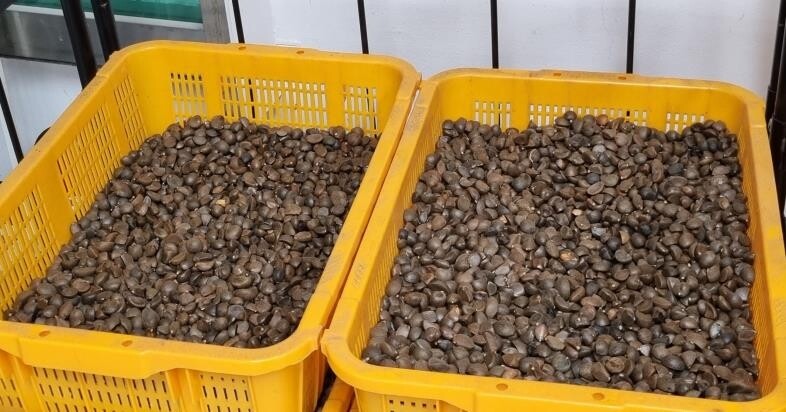 꽃보다 씨앗…향토자원으로 가치 커지는 통영 동백