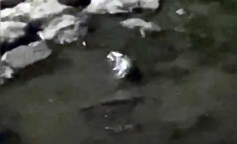 천연기념물 수달 전남 화순 만연천 서식 확인