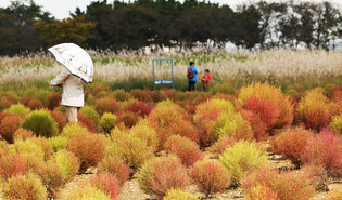 [K-Geography] Autumn landscape with kochia