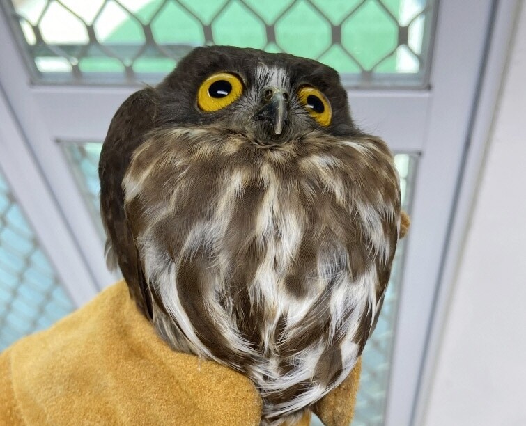 인천서 쇄골뼈 다친 천연기념물 솔부엉이 구조…"건강 양호"