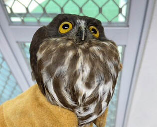 [K-Geography] Injured owl