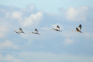 [K-Geography] White-naped cranes
