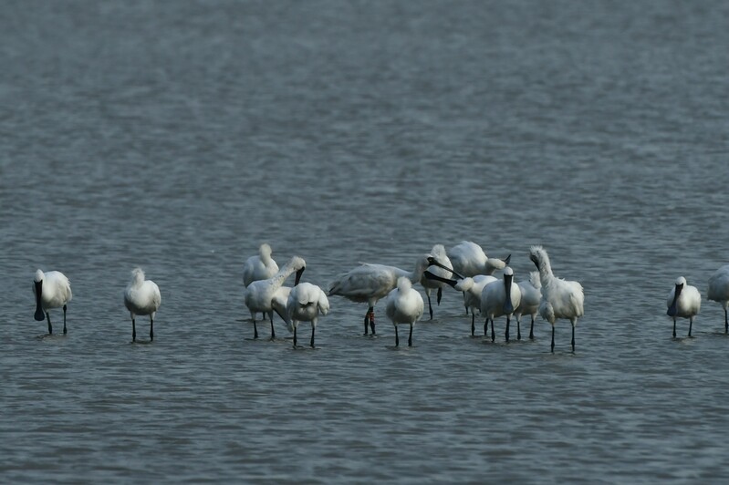 전북 환경단체 "저어새 서식지 훼손…농생명용지 설계 변경해야"