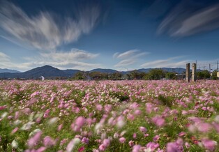 [K-Geography] Garden cosmos-scented Millennium City