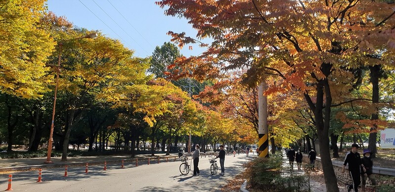 대구시, 추억의 가을길 26곳 선정…팔공산 첫 단풍 20일께