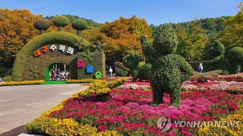 "국화 향기에 취해보세요"…대구서 내달까지 대규모 전시회