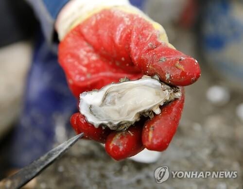 '바다의 우유' 가을과 함께 왔다…제철 맞은 남해안 생굴 출하