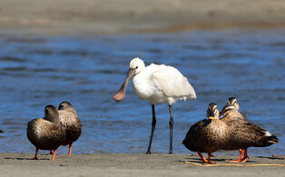 [K-Geography] Endangered bird spotted