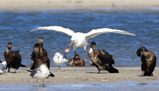 [K-Geography] Spoonbill