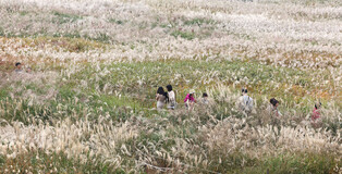 [K-Geography] Silver grass festival in Seoul