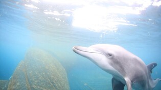 Captive dolphin released into sea after 17 years