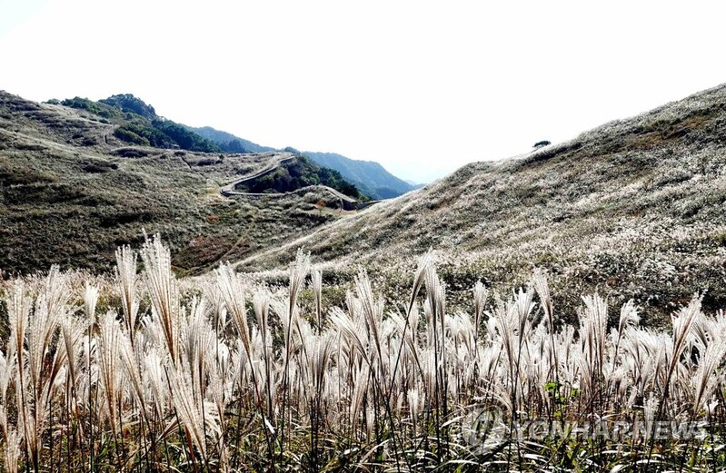 [픽! 창녕] 딱 이맘때쯤만 보는 화왕산 은빛 억새