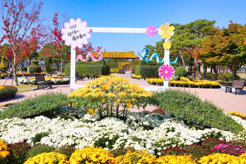 [픽! 익산] 향기에 취하다…익산 '천만 송이 국화 축제'