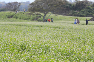 [K-Geography] Buckwheat flowers in bloom