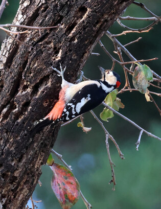 [K-Geography] Great spotted woodpecker looking for food