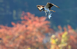 [K-Geography] Osprey hunting fish