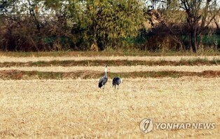 [K-Geography] Hooded Cranes visit Jangnam Field