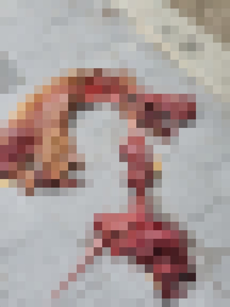 부산 도심서 가죽 벗겨진 고양이 토막 사체 발견…수사 의뢰