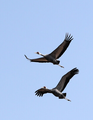 [K-Geography] White-naped cranes flying