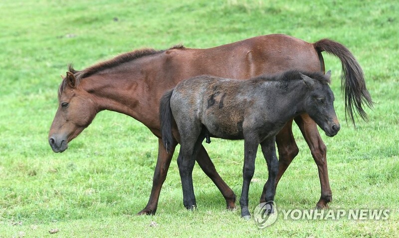 '제주마' 46마리 공개 매각…기초가격 최고 97만원