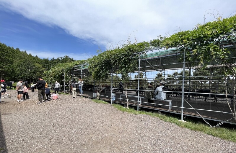 제주 오름 훼손해 체험형 관광목장 운영한 60대 영장