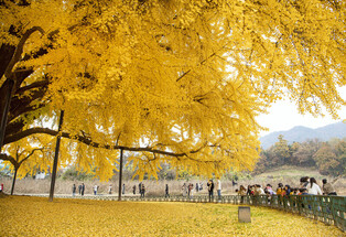 Magnificent gingko tree