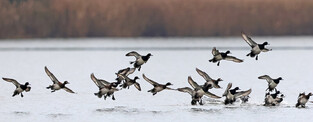 [K-Geography] Winter Birds arriving first