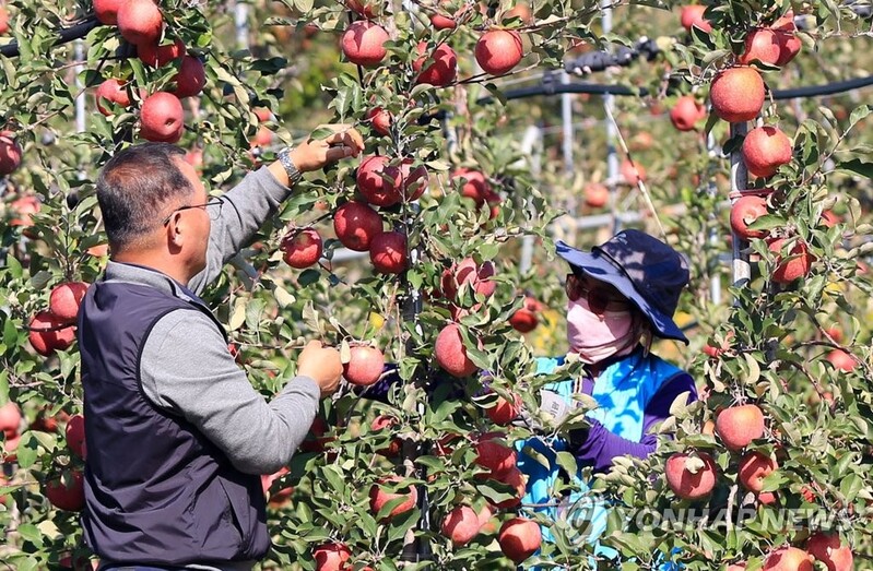 달고 맛있게 잘 익었네…밀양 얼음골·양산 배내골 사과축제