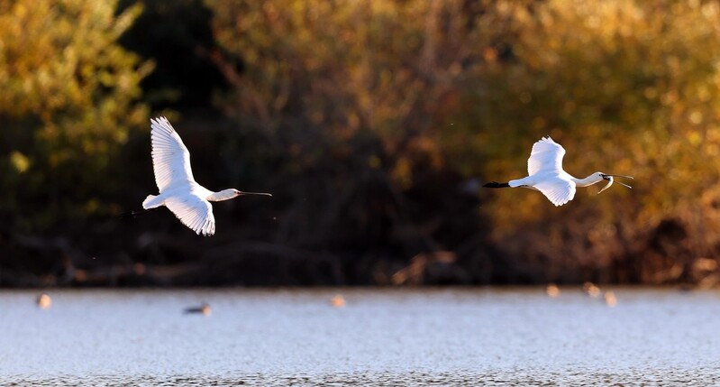 [픽! 창원] 단풍 물든 주남저수지 찾은 진객 겨울철새