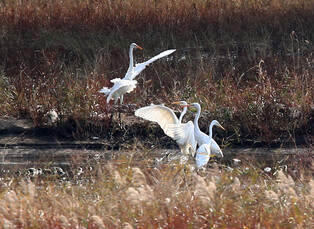 [K-Geography] Egrets fight for prey