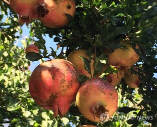 Goheung Yuja Seoglyu Festival to take place on Nov. 10 to 13