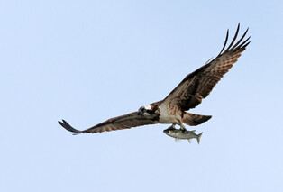 [K-Geography] Osprey hunting prey