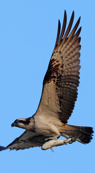 [K-Geography] Osprey hunting fish