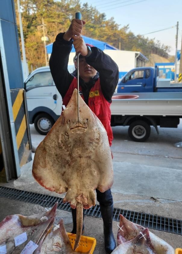 흑산 홍어 어획 부진에 소비 위축…값은 최상품 40만원선