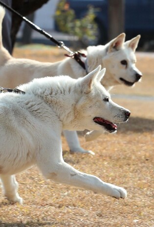 [Moment to Focus] Dogs gifted by N. Korean leader at veterinary hospital