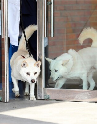 [Moment to Focus] Dogs gifted by N. Korean leader at veterinary hospital