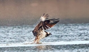 [K-Geography] Osprey hunting for fish