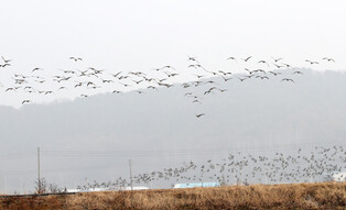 [K-Geography] Greater white-fronted geese flying