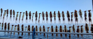 [K-Geography] Drying squids