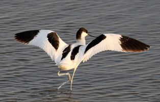 [K-Geography] Avocet looking for food