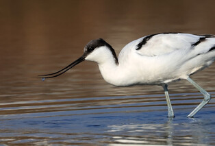 [K-Geography] Avocet hunting for prey