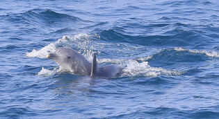 [K-Geography]  Dolphins Swiming