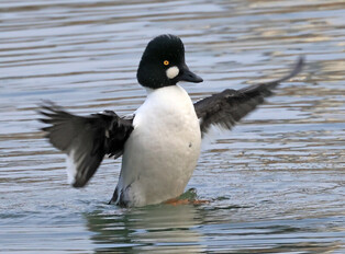 [K-Geography] Indian spot-billed duck on lake