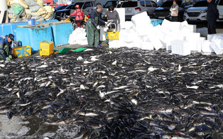 [K-Geography] Big haul of pufferfish in S. Korea