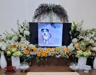 다친 '복순이' 개고기 식당서 죽게 한 견주 등 3명 송치