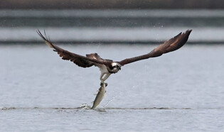 [K-Geography] Osprey hunting for fish