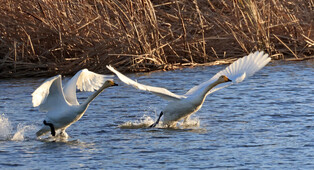 [K-Geography] Whooper swans flying