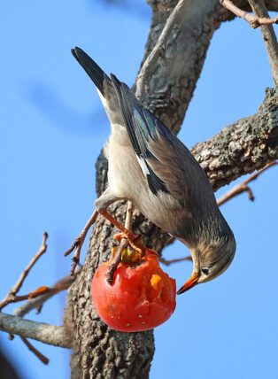 [K-Geography] Persimmons for birds