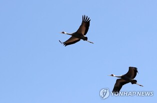 AI로부터 겨울 진객 두루미 지켜라…철원 농부들 대책 마련 부심