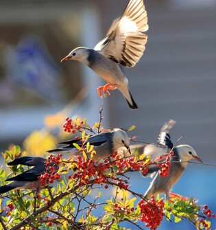 [K-Geography] Fruit-pecking red-billed starlings